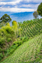 Load image into Gallery viewer, Colombia - Adrian Lasso (Pink Bourbon)
